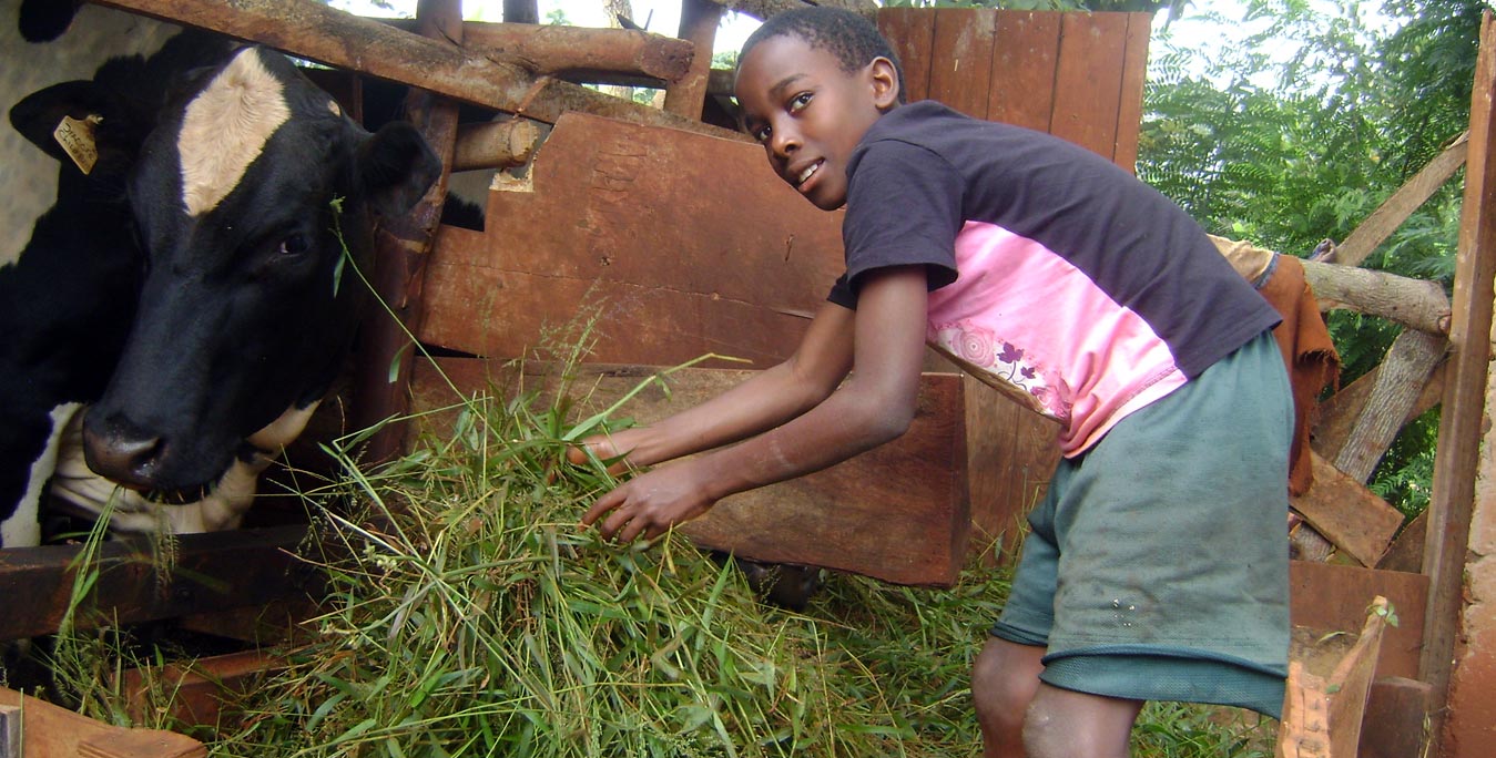 Child participation in animal husbandry